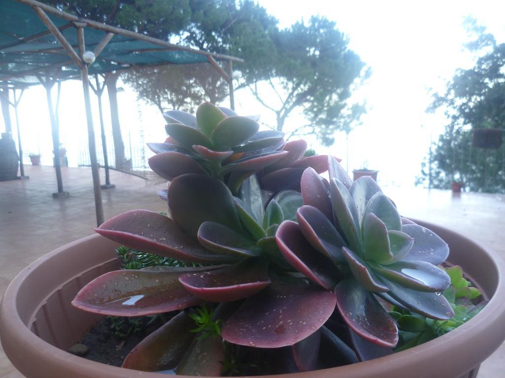 Alba Tra I Pini B&B 체팔루 외부 사진
